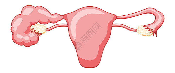 女性生殖系统用描述文字堵塞了输卵管子子宫 并附有说明性文字;人体解剖器官背景图片