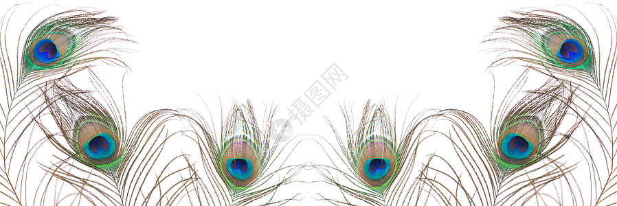 白背景的孔雀羽毛被隔离 关门异国眼睛风格装饰白色蓝色宏观野生动物尾巴情调背景