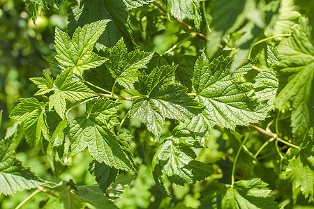 树叶在夏日特写森林花园生活叶子环境山毛榉植物学射线公园天空图片