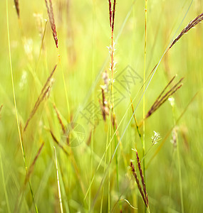 在阳光明媚的天气中 草群密闭 自然 布基墙纸草地园艺季节宏观晴天环境太阳背景植物图片