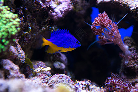 珊瑚和鱼类潜水荒野野生动物蝴蝶热带花园生活海绵殖民地息肉图片