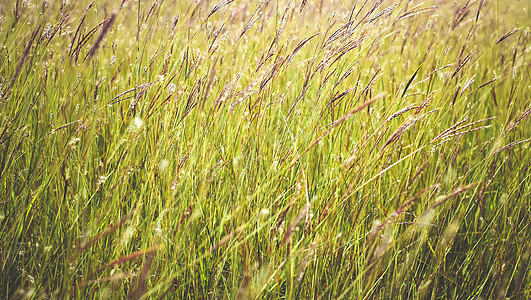 在阳光明媚的天气中 草群密闭 自然 布基墙纸花园背景生长晴天叶子植物园艺季节太阳图片