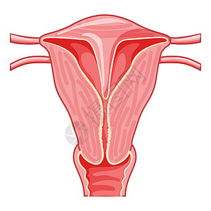 女性生殖系统 前线观点 人体解剖器官内部器官定位计划(PLF/SWE)图片