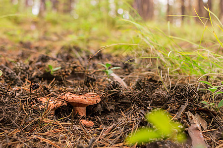 在森林 蘑菇采摘季节和有选择性的焦点中 倒下的针头和松树中的藏红花奶帽群地面植物奶盖松果荒野营养栖息地云杉团体橙子图片