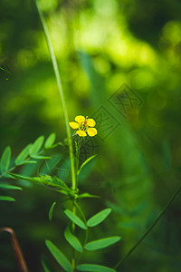 绿色草地上美丽的花朵 在厚木丛里紧贴着鲜花场地植被灌木丛季节树叶森林晴天植物学植物花园图片