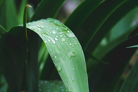 草地上下垂 清晨绿草叶 夏日新鲜场地环境绿色植物宏观叶子花园雨滴植物群生长图片