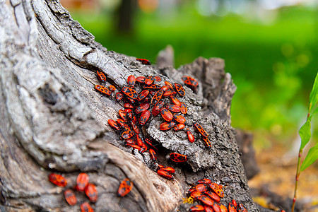 一群甲虫坐在树桩上 阳光下有昆虫太阳野生动物翅膀季节害虫荒野瓢虫植物蜻蜓绘画图片