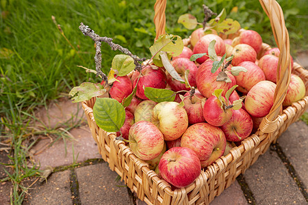 在夏天草篮子里的有机苹果 大自然中的新鲜苹果 成熟的花园水果 新鲜采摘的水果可以食用 秋秋收获生物桌子园艺收成季节植物食物农业篮图片