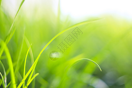 具有美容布OKh的自然背景摘要环境花园植物场地生长植物群季节艺术太阳墙纸图片