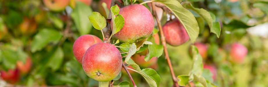 秋天的一天 乡村园林 在框架中一棵树上成熟的红苹果 永续农业森林花园中的晚会 郁郁葱葱的绿树上的小水果 准备收获的水果 苹果园苹图片