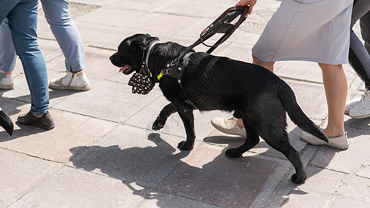 黑人拉布拉多人当盲女的导盲犬城市残障女性女士行动宠物服务帮助援助家庭图片
