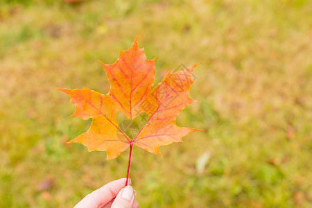 这是自然界中一个非常好的细节 近距离手上有一个心形孔的大橙色叶子 背景中的秋天风景 黄色的枫叶中间刻着一颗心框架树叶自然森林公园图片