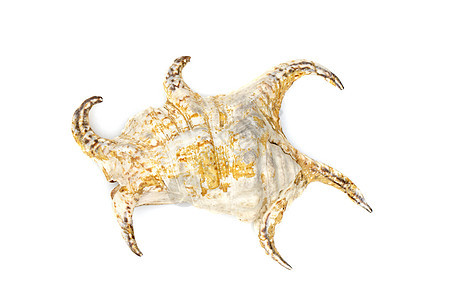 的图像 白色背景上的 海底动物 贝壳生活野生动物纪念品热带工作室海洋旅行骨骼收藏风格图片