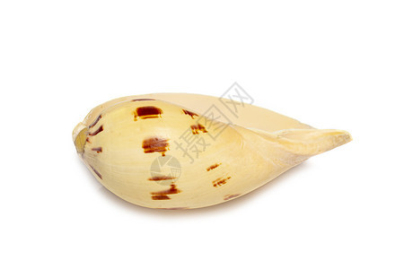 贝壳 melo melo 在白色背景上的图像 海底动物 贝壳盐水斑点海滩蜘蛛纪念品蜗壳锥体海鲜旅行孢子图片