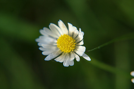 美丽的黛西花朵在公园盛开花园雏菊花场地洋甘菊绿色叶子药品摄影草本植物草地图片