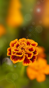 在黑暗背景 在太阳光照耀的阳光下 橙色的卡伦杜拉花朵图片