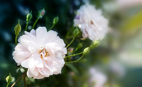 粉红玫瑰花花 在天然的灌木丛上 在黑暗背景下图片