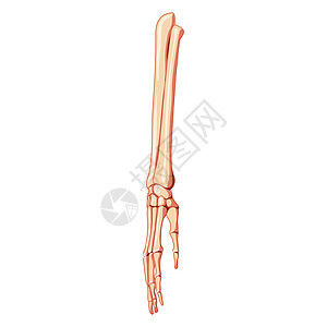 前臂骨骼 尺骨 桡骨 手 人体正面 前腹面观 3D 解剖学上正确逼真的平面自然色图片