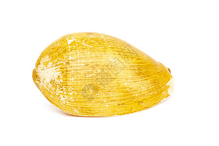 白色背景的黄色贝壳图像 海底动物 海壳图片