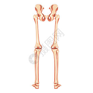 一组下肢人体骨盆与腿 大腿脚 脚踝骨骼背部后背 解剖学上正确的 3D图片