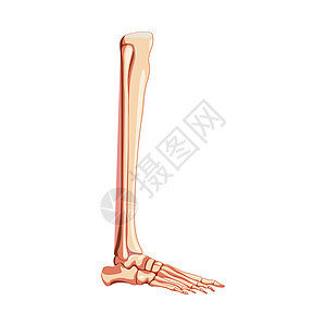 腿胫骨 腓骨 脚 脚踝骨骼人体侧视图 一套逼真的解剖学正确的 3D 平面自然图片