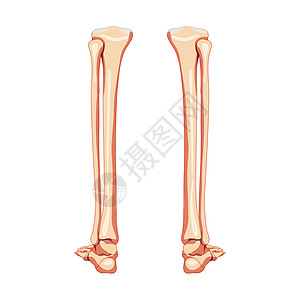 膝盖解剖腿胫骨 腓骨 脚 脚踝骨骼人体背部后背视图 一套解剖学上正确的现实公寓插画