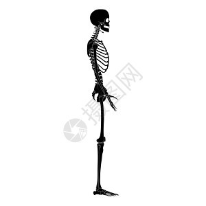 骨架轮廓人体手 腿 胸部 头部 椎骨 骨盆 大腿侧面侧视图平面黑色图片