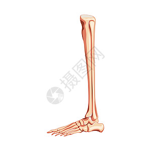 腿胫骨 腓骨 脚 脚踝骨骼人体侧视图 一组跖骨 指骨 3D 解剖学上正确逼真图片