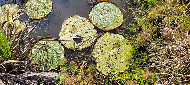 巴西内地天然热带湖 布有草植被和植物的巴西内陆地区衬套地平线百合叶子牧场风景鸭塘湿地生态植物群图片