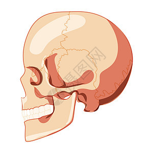 人类头部侧面带牙齿的横向视图 人头模型 一套符合现实的三维平坦概念图片