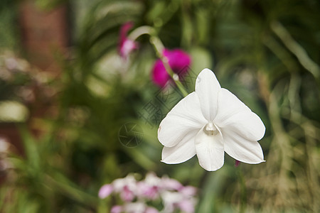 白兰花 在斯里兰卡坎迪的皇家植物园佩拉登尼亚(Peradeniya)特写图片