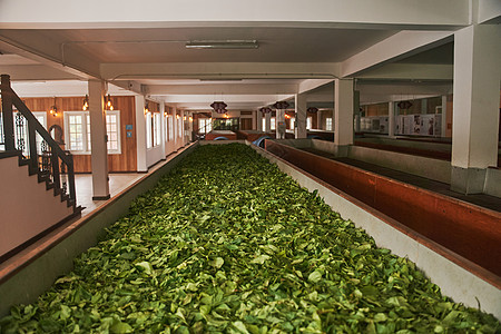 斯里兰卡Kandy茶叶厂生产线上的茶叶干干枯图片