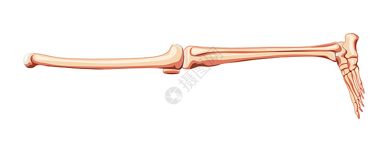人类侧面的一副解剖法正切的股骨 帕特拉 提比亚 脚部均符合现实需要图片
