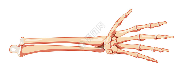 前臂骨骼人类正面图 尺骨 桡骨 手 腕骨 手腕 掌骨 指骨 3D 逼真扁平自然图片