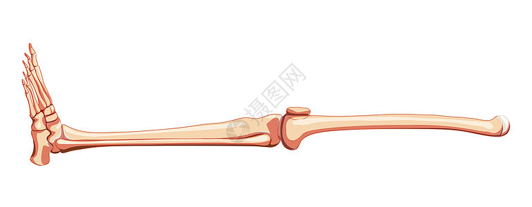 人类侧面观察 解剖学上正确的股骨 帕特拉 纤维 提比亚 脚的切合实际图片