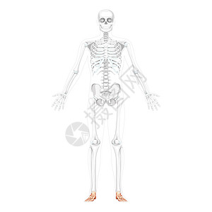 人体前视镜 两张手臂露开的姿势 部分骨质透明 3D实切位置为3D图片