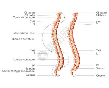 侧面的人类脊椎柱体 主要部件贴有标签 不带有或不带跨垂直盘片 Victor平板图片