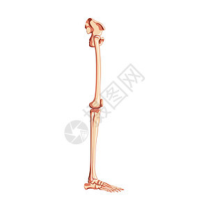 有腿骨的人的骨盆与髋骨 大腿 脚 股骨 膝盖 胫骨的侧视图 解剖学上正确的 3D 平面图片