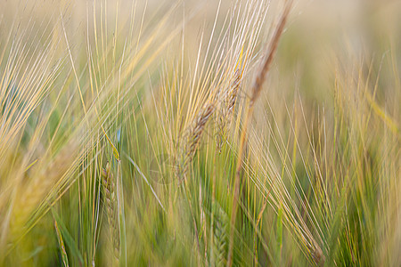 黑麦或田野小麦的耳朵 红麦草地在风中移动谷物粮食大麦农场太阳环境收成植物场地国家图片