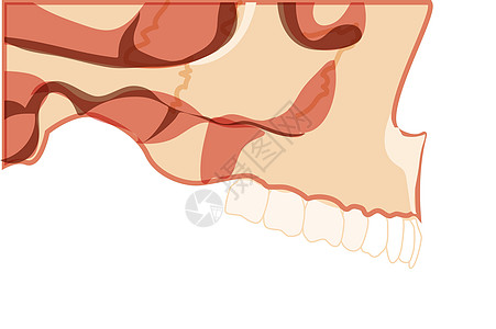 长着牙齿的尖牙双向横向视图 Skeleton 下巴模型和牙排 一套符合实际的扁平自然肥料图片