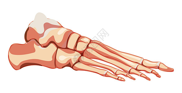 人类骨骼解剖正确侧侧侧横向观察关节 脚趾长喉 幼崽 蛋白质图片
