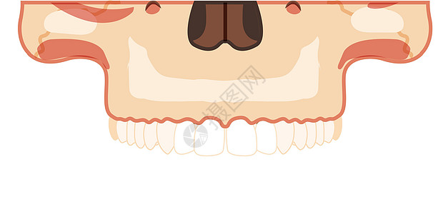头骨骨骼与上牙排的人头部分前视图 人脸模型 笨蛋逼真的平面 3D 集图片