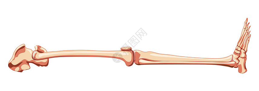 脚部下肢 脚足 脚踝 骨骼侧侧侧侧横向视图 3D实际平面图片