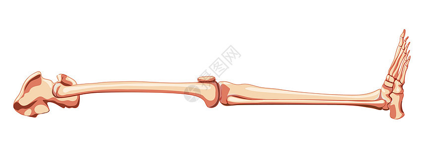 脚部下肢 脚足 脚踝 骨骼侧侧侧侧横向视图 3D实际平面图片