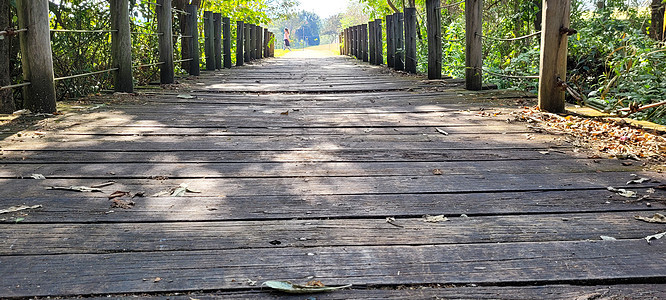 公园中自然界中间的木桥野生动物假期沼泽羽毛避难所热带涉水天空国家动物图片