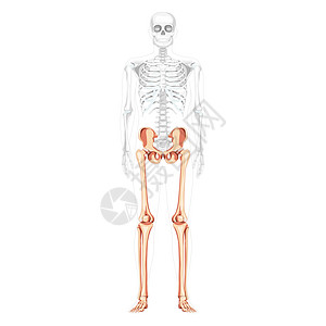 下肢人体骨盆与腿 大腿脚 脚踝骨骼前部前腹视图与部分透明的身体图片