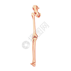 人体骨盆与腿骨后视图与髋骨 大腿 脚 股骨 髌骨 膝盖 腓骨 解剖学上正确图片