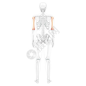 人类背面有半透明的骨骼姿势的外侧角 在解剖上正确无误的3D图片