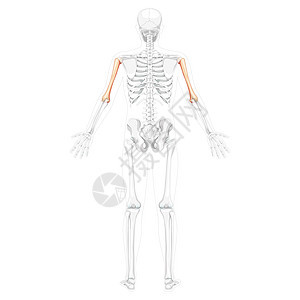 人类的后视镜 两臂双臂摆放 部分骨头姿势透明 一套实事求是的平板图片
