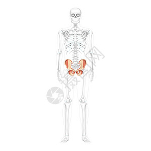 人体前部内侧通风视图 部分骨骼姿势透明 3D现实型平坦式立体图片